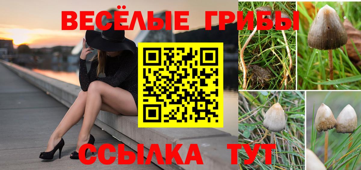 Псилоцибиновые грибы Psilocybe  Кисловодск 